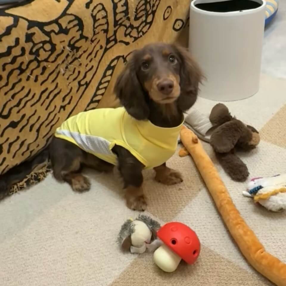 Do Dachshunds Need Cooling Clothes in Summer?