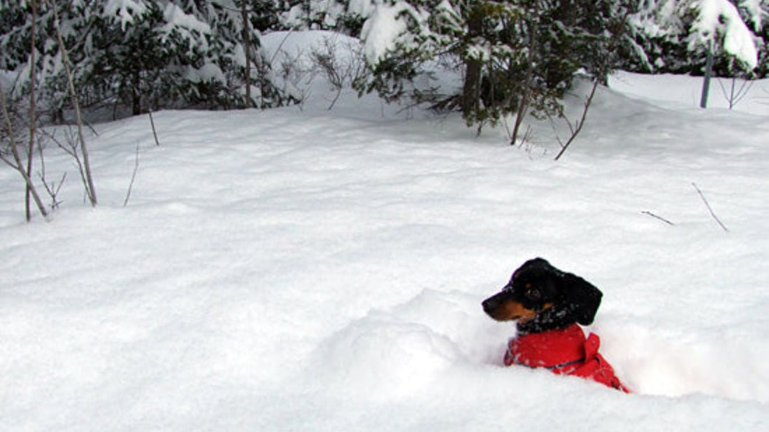 How to Keep Your Dachshund Warm in Winter