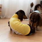 Dachshund Kühlende Sommerkleidung
