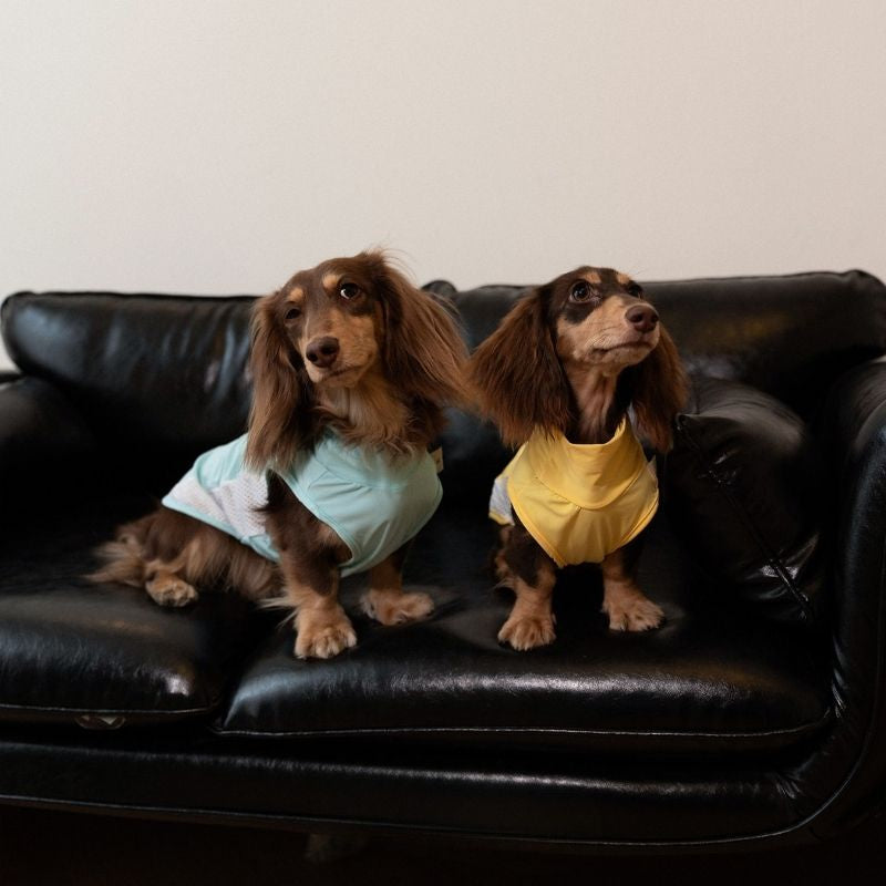 Dachshund Kühlende Sommerkleidung