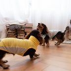 Dachshund Kühlende Sommerkleidung