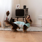 Dachshund Kühlende Sommerkleidung