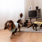 Dachshund Kühlende Sommerkleidung