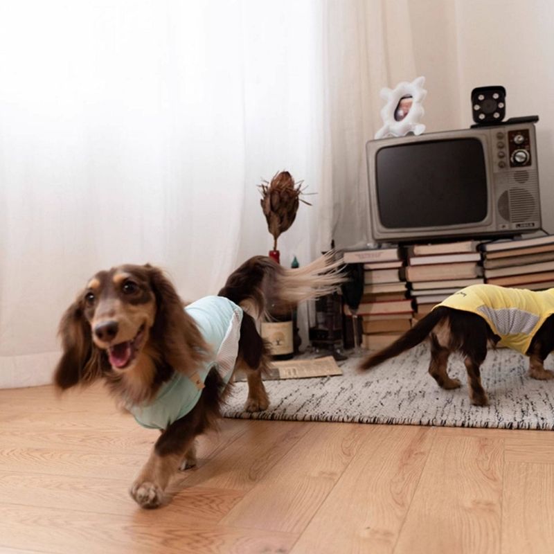 Dachshund Kühlende Sommerkleidung