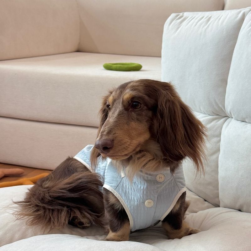 Dachshund Sommer Atmungsaktive Weste