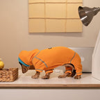 Cute dachshund wearing a knit sweater