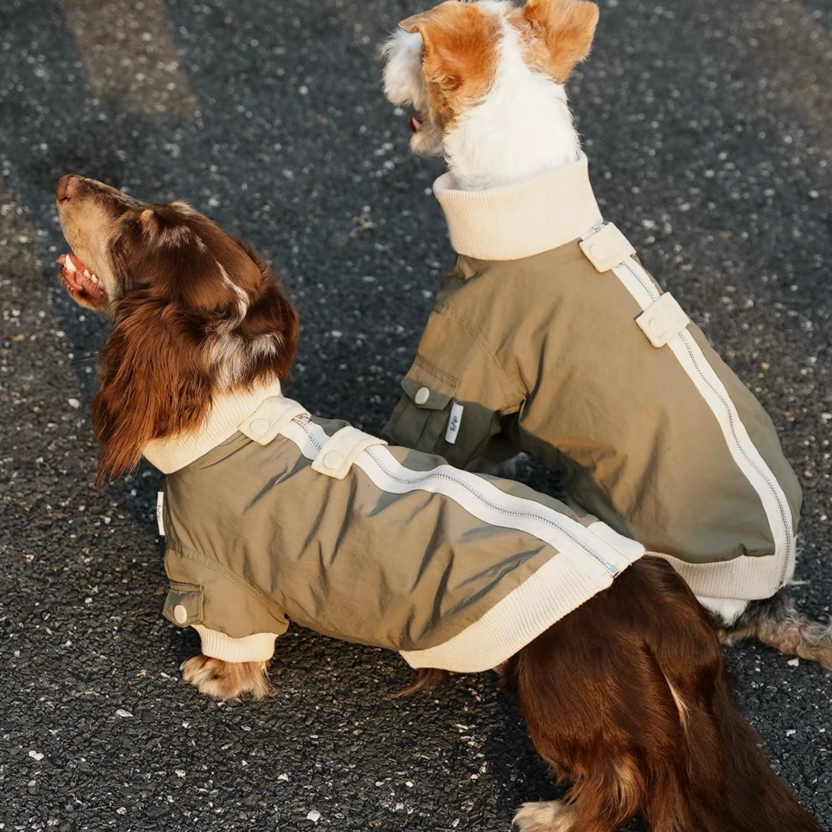 Dachshund Winddichte Outdoor-Jacke
