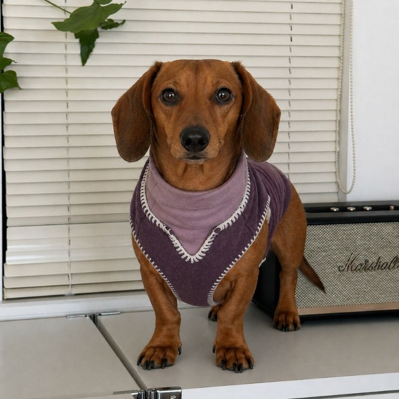 Dachshund Winterstrickweste