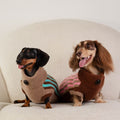 Dachshund wearing a warm winter sweater vest