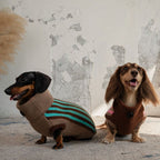 Winter sweater vest for dachshunds