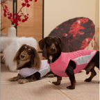 Dachshund Kühlende Sommerkleidung