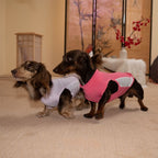 Dachshund Kühlende Sommerkleidung