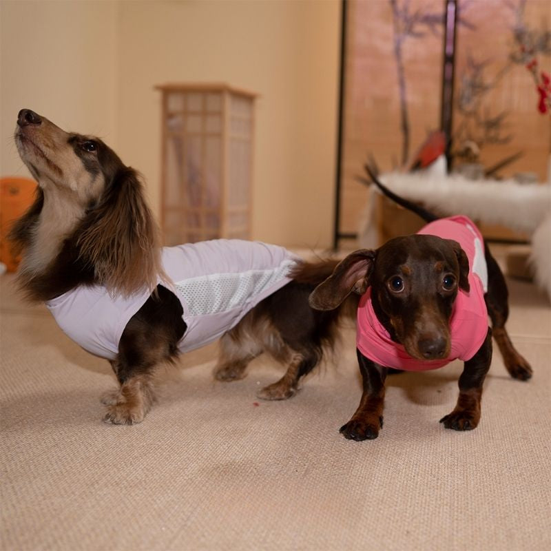 Dachshund Kühlende Sommerkleidung