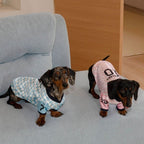 Dachshund wearing a vintage soccer jersey