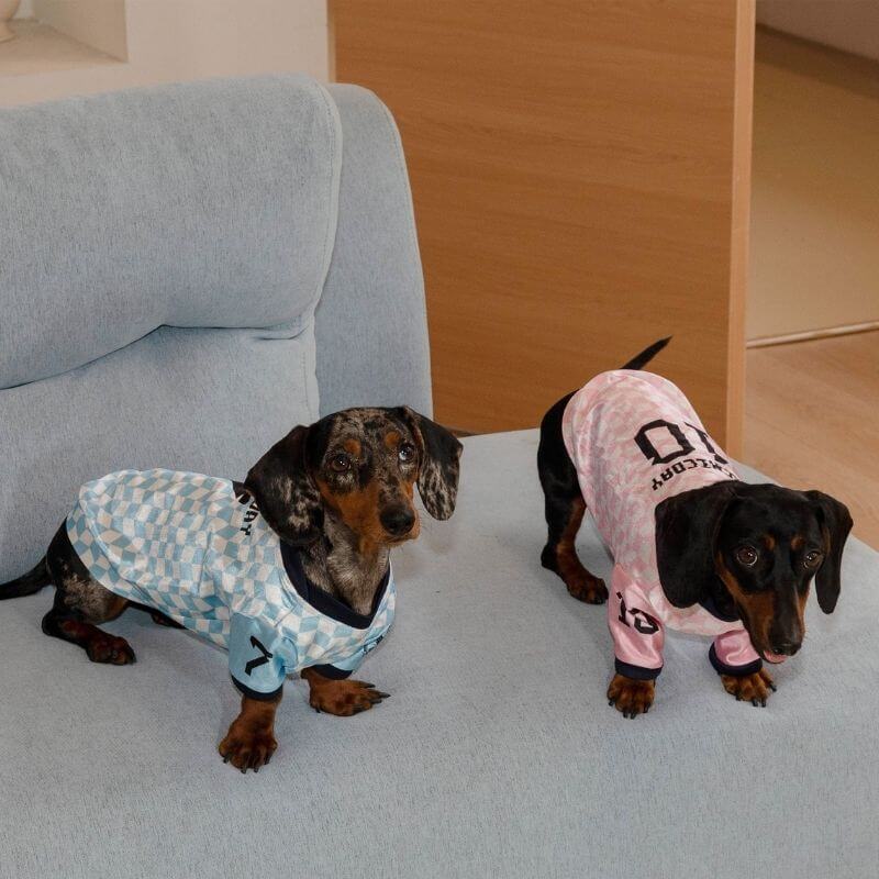 Dachshund wearing a vintage soccer jersey